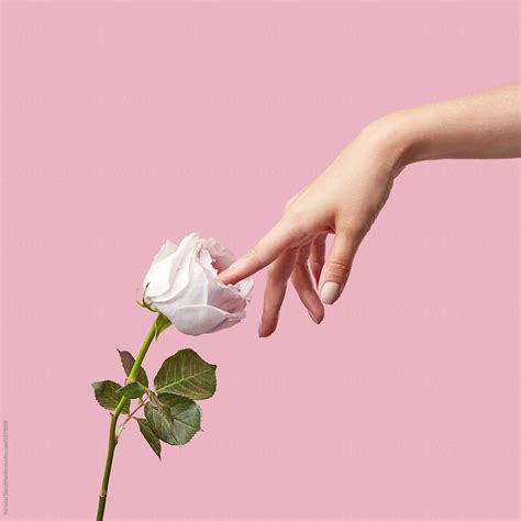 «simulation Of Masturbation Woman Finger Touch Inside White Rose On A