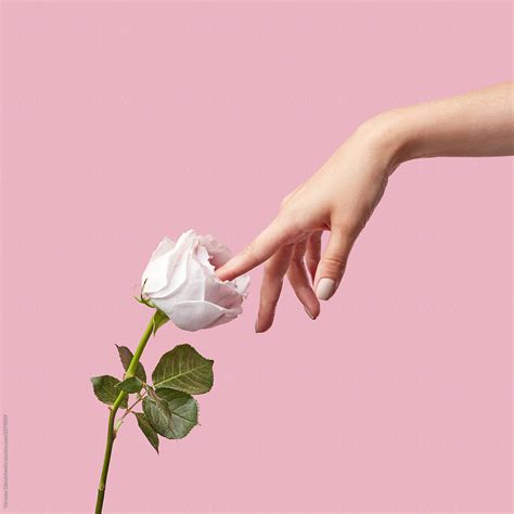 simulation of masturbation woman finger touch inside white rose on a