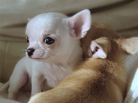 cutest baby puppies dogs photo  fanpop