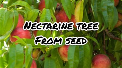 planting nectarine seed youtube
