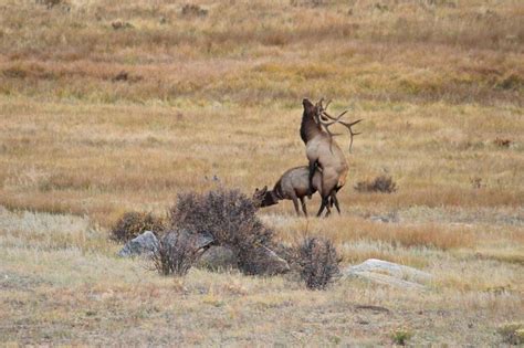 so do you shoot them or let him finish then shoot funny humor elk sex hunting hunting