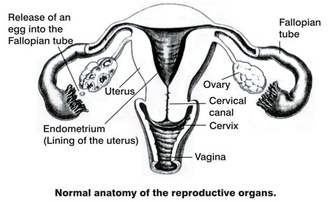 female reproductive diagram womens ultrasound melbourne