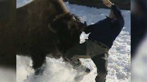 wild angry bison charges   fire fighter youtube