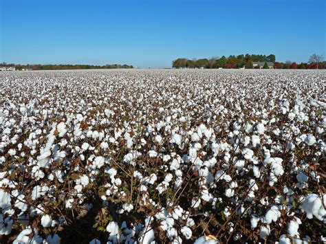 cotton fields  georgia jim flickr