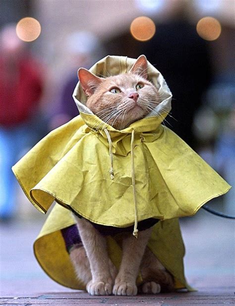 choco toujours  raining cats