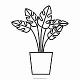 Colorear Planta Tanaman Mewarnai Medicinal Plante Piante Obat Disegno Hitam Mustard Daun sketch template