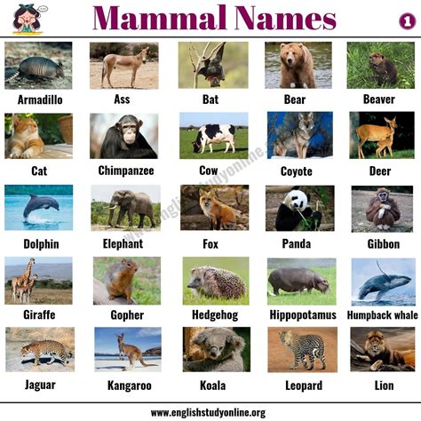 list  animals  animal names   world english study