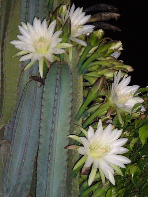 cactus  blooms   night   full moon cactus plants