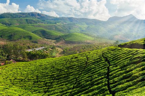 top  tea plantation estates worth exploring  india