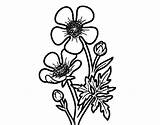 Ranuncolo Fiore Colorir Ranunculus Acris Acolore Fiori sketch template