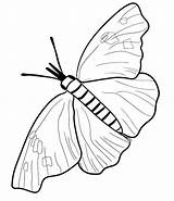 Coloring Butterfly Cocoon Morpho Blue Pages Printable Getcolorings Color sketch template