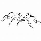 Hormigas Ant Hormiga Curiosfera Coloringbay sketch template