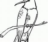 Sylph Tailed Designlooter Hummingbird sketch template