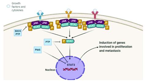 The Schematic Representation Of The Stat3 Signaling Pathway Download