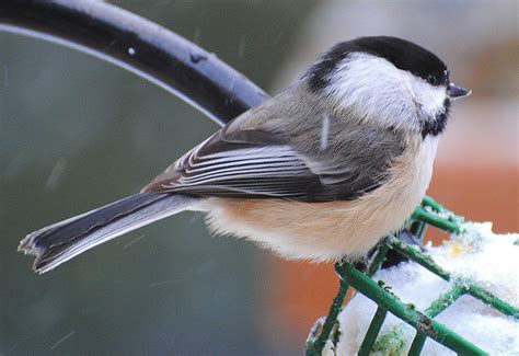 barry  birder ontario winter birds