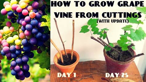 grow grape vine  cuttings  home fast  easy youtube