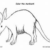 Aardvark Mammals Coloring Zoo Animals Category Nature Coloringnature sketch template