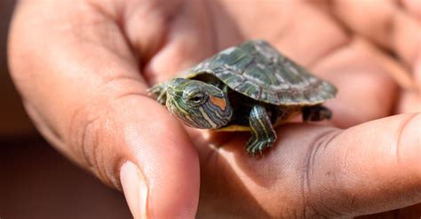 care   baby red eared slider   animals