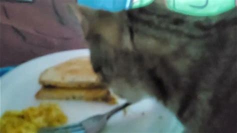Cat Eats My Food Youtube
