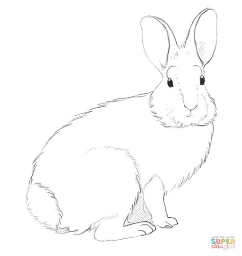 mountain cottontail rabbit coloring page  printable coloring pages