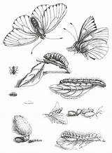 Butterfly Cycle Life Coloring Metamorphosis Drawing Merian Maria Ortus Plate Sibylla 1717 Lxxxv Paradoxa Alimentum Et 1679 Scientific Drawings Insects sketch template