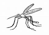 Mosquito Coloring Pages Printable Sheets Kids sketch template