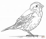 Sparrow Coloring Pages House Printable Color sketch template