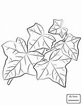 Ivy Leaf Drawing Getdrawings Leaves Flowers sketch template