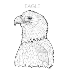 eagle coloring pages playing learning