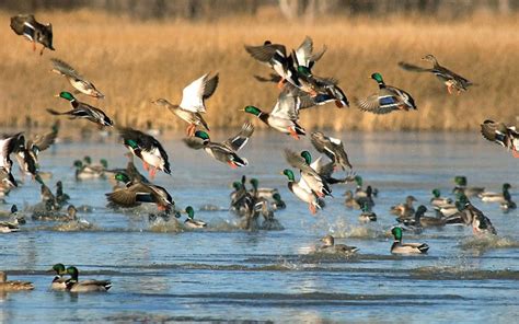 waterfowl populations experience strong growth outdoors newspressnowcom