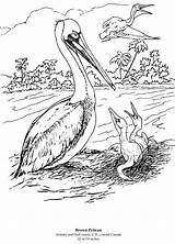 Coloring Pages Pelican Pelicans Birds California Brown Book Dover Adult Color Books Bird Printable Doverpublications Publications Birdwatcher Mother Drawing Designlooter sketch template