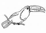 Toucan Coloring Bird Clipart Outline Clip Cliparts Large Pages Animals Printable sketch template