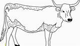 Coloring Pages Longhorns Texas Picolour Cow Prodigious Adults Divyajanani Tablet sketch template