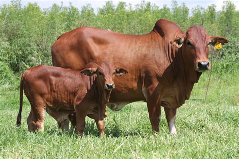 boran cattle google search cattle ranching animals raising cattle