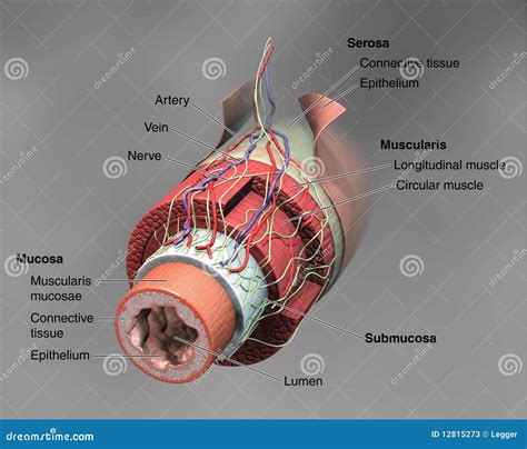 anatomie des darms stock abbildung illustration von kreisfoermig