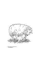 Coloring Sheep Shearing Lamb Ewe Pages Farmer Edupics sketch template