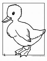 Ducklings Coloring Duckling Clipart Kids Library sketch template