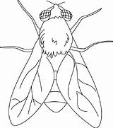 Fly Coloring Pages House Drawing Printable Insects Flying Kids Embroidery Outline Drawings Insect Bug Template Animal Preschool Colouring Stormfly Getdrawings sketch template