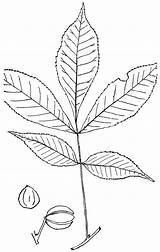 Hickory Carya Nutt Genus Raf Etc Clipart Leaves Large sketch template