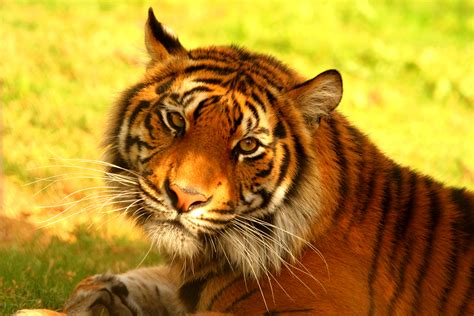 save  sumatran tiger globalgiving