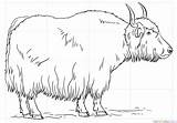 Draw Yak Drawing Step sketch template