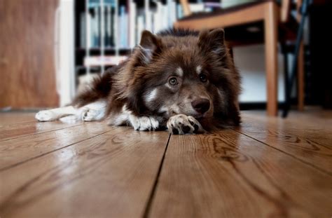 cute cane è appoggiato sul pavimento sfondi cellulari più
