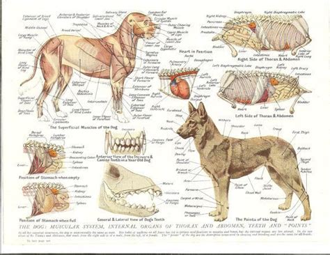 illustration  parts   dog google search dog anatomy vet medicine animal science
