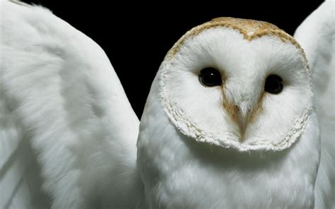 owl wallpapers backgrounds imagespictures design trends