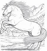 Cavallo Cavalli Ragazza Saltano Adulti Cavalos Caballos Colorir sketch template