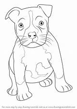 Pitbull Puppy Draw Drawing Bull Pit American Staffordshire Dog Step Terrier Drawings Animals Simple Face Drawingtutorials101 Sketches Tutorials Other Silhouette sketch template