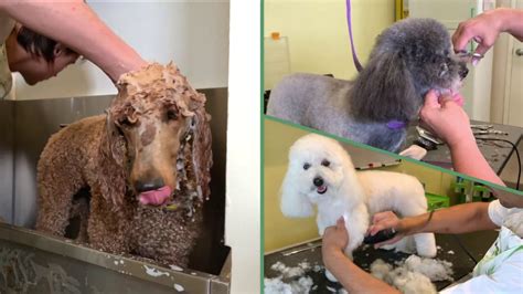 paws  effect pet spa youtube
