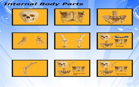 body parts internal  external