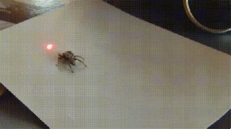spider  gif find share  giphy