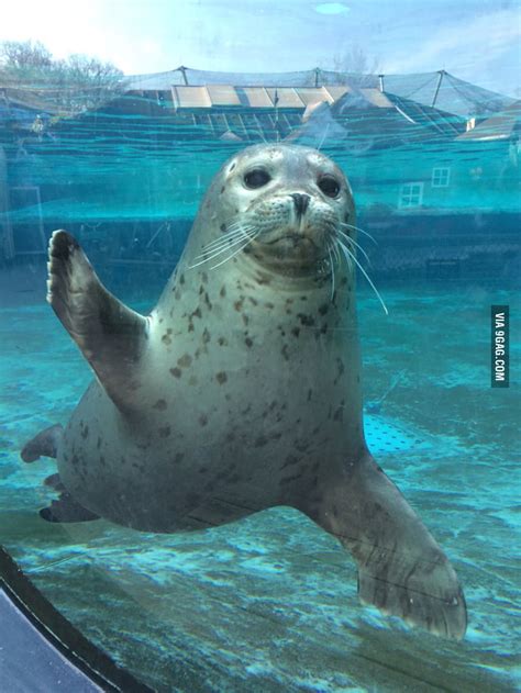 met  cute seal   zoo today   waved   gag